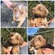 Miniature Australian Shepherd Puppies for sale in Phelan, CA 92371, USA. price: NA