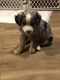 Miniature Australian Shepherd Puppies for sale in Prairie du Chien, WI 53821, USA. price: $900