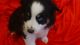 Miniature Australian Shepherd Puppies for sale in Mooresville, IN, USA. price: $500