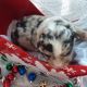 Miniature Australian Shepherd Puppies for sale in Glenmora, LA 71433, USA. price: $950