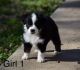 Miniature Australian Shepherd Puppies for sale in Kemp, TX 75143, USA. price: $500