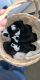 Miniature Australian Shepherd Puppies for sale in Cullman, AL, USA. price: NA