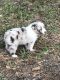Miniature Australian Shepherd Puppies for sale in Brooksville, FL 34601, USA. price: NA