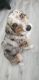 Miniature Australian Shepherd Puppies for sale in Riverview, FL, USA. price: $1,000
