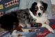 Miniature Australian Shepherd Puppies for sale in Athol, MA, USA. price: $1