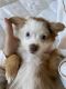 Miniature Australian Shepherd Puppies for sale in Alexandria, VA, USA. price: NA