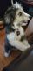 Miniature Australian Shepherd Puppies for sale in Fredericksburg, VA 22401, USA. price: NA