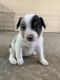 Miniature Australian Shepherd Puppies for sale in Denton, TX, USA. price: $2,000