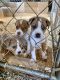 Miniature Australian Shepherd Puppies for sale in Winchester, TN 37398, USA. price: $700