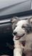 Miniature Australian Shepherd Puppies for sale in Spokane Valley, WA, USA. price: $777