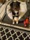Miniature Australian Shepherd Puppies for sale in Hampton, VA, USA. price: NA