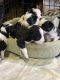 Miniature Australian Shepherd Puppies for sale in Sleepy Eye, MN 56085, USA. price: $600
