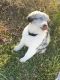 Miniature Australian Shepherd Puppies for sale in Leesburg, GA 31763, USA. price: $200