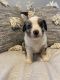 Miniature Australian Shepherd Puppies for sale in 6203 Lynnhaven Dr, Lubbock, TX 79413, USA. price: $2,000