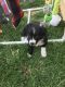 Miniature Australian Shepherd Puppies for sale in Cleveland, OH, USA. price: NA