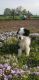 Miniature Australian Shepherd Puppies for sale in Grabill, IN 46741, USA. price: $1,200