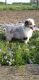 Miniature Australian Shepherd Puppies for sale in Grabill, IN 46741, USA. price: $3,500
