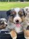 Miniature Australian Shepherd Puppies for sale in Mt Pleasant, TX 75455, USA. price: $1,250