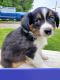 Miniature Australian Shepherd Puppies for sale in Harrisonville, PA 17233, USA. price: $2,500