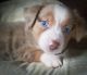 Miniature Australian Shepherd Puppies for sale in Centerville, IA 52544, USA. price: $1,000