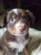 Miniature Australian Shepherd Puppies for sale in Centerville, IA 52544, USA. price: $500