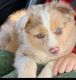 Miniature Australian Shepherd Puppies for sale in Levittown, NY, USA. price: $2,400