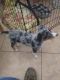 Miniature Australian Shepherd Puppies for sale in Vail, AZ 85641, USA. price: NA