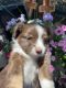 Miniature Australian Shepherd Puppies for sale in Show Low, AZ 85901, USA. price: $1,250