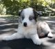 Miniature Australian Shepherd Puppies for sale in Clarksville, TX 75426, USA. price: $1,000