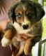 Miniature Australian Shepherd Puppies for sale in Swansea, MA, USA. price: $2,850