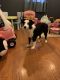 Miniature Australian Shepherd Puppies for sale in Florissant, MO, USA. price: $250