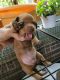 Miniature Dachshund Puppies for sale in Carrollton, VA 23314, USA. price: NA
