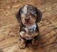 Miniature Dachshund Puppies for sale in Detroit, MI, USA. price: NA