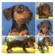 Miniature Dachshund Puppies for sale in Fort Dodge, IA 50501, USA. price: NA