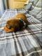 Miniature Dachshund Puppies for sale in North Las Vegas, NV 89032, USA. price: $500