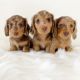 Miniature Dachshund Puppies for sale in 3605 Nassau Ct, Allentown, PA 18104, USA. price: NA