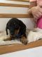 Miniature Dachshund Puppies for sale in Mountain Grove, MO 65711, USA. price: NA
