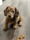 Miniature Dachshund Puppies for sale in Colorado Springs, CO, USA. price: $1,500