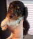 Miniature Dachshund Puppies for sale in West Branch, MI 48661, USA. price: $2,000