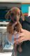 Miniature Dachshund Puppies for sale in Toccoa, GA, USA. price: NA