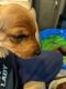 Miniature Dachshund Puppies for sale in Elma, WA 98541, USA. price: $800