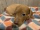 Miniature Dachshund Puppies for sale in Lexington, NC 27292, USA. price: $1,200