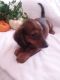 Miniature Dachshund Puppies for sale in Laurel, MS, USA. price: $700