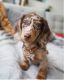 Miniature Dachshund Puppies for sale in Lexington, KY, USA. price: NA