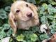 Miniature Dachshund Puppies for sale in Chillicothe, OH 45601, USA. price: $1,000