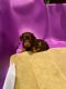 Miniature Dachshund Puppies for sale in Hollywood Heights, IL 62232, USA. price: NA
