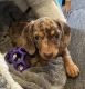 Miniature Dachshund Puppies for sale in Bronx, NY, USA. price: $1,200