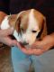 Miniature Dachshund Puppies for sale in Nekoosa, WI 54457, USA. price: $750