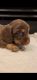 Miniature Dachshund Puppies for sale in Climax Springs, MO 65324, USA. price: $1,000