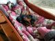 Miniature Dachshund Puppies for sale in Brave, PA, USA. price: $800